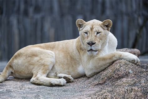 White Lioness On The Stone The White Lioness Lying Down On Flickr