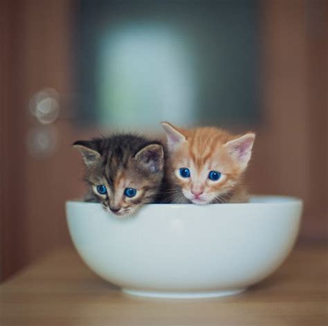 20 Hilarious Pictures of Cats Squishing Into Bowls