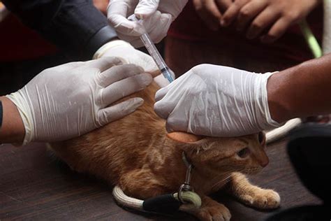 Vaksinasi Anjing Dan Kucing Cegah Penularan Rabies Di Solo Solopos