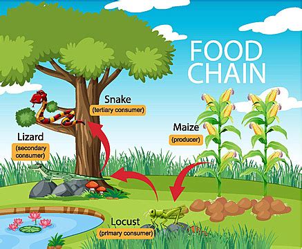 Science Food Chain Diagram Image Nature Drawing Vector Image Nature