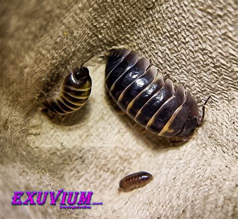 Armadillidium Badium Casteldaccia Exuvium