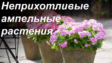 Самые неприхотливые ампельные растения с обильным цветением - YouTube
