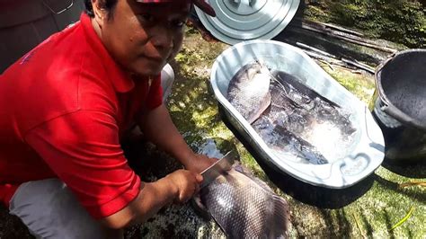 Panen Gurami Di Ember Tong Buat Lauk Makan Gak Nyangka Gurami