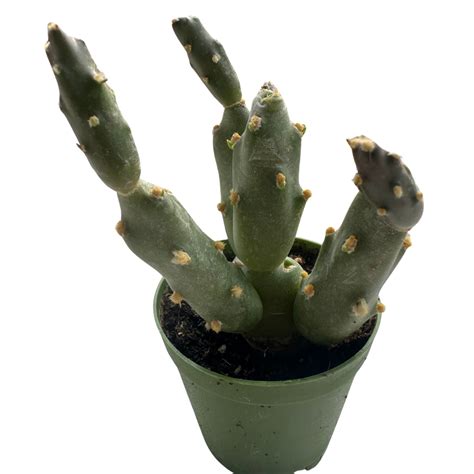 Ana Sayfa Küçük Kaktüsler Tephrocactus