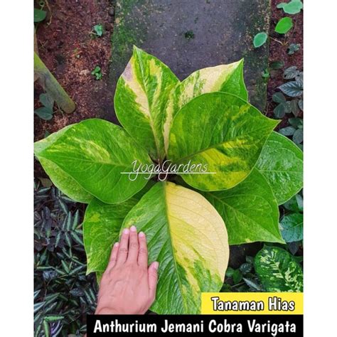 Jual Anthurium Jemani Cobra Anthurium Jemani Cobra Varigata Shopee