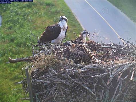 Osprey Nesting Facts – Henry L. Ferguson Museum