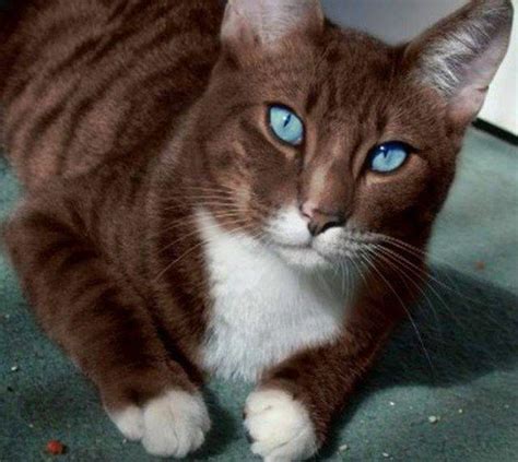 Коты-воители / Биографии - Коршун | Beautiful cats, Cute cats, Brown cat