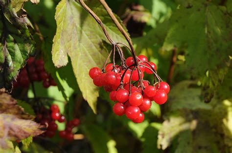 Viburnum Trilobum Pépinière Locas