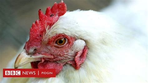 Bird Flu In Ghana Over 10 000 Poultry Birds Die As Govment Place Ban On Imports Bbc News Pidgin