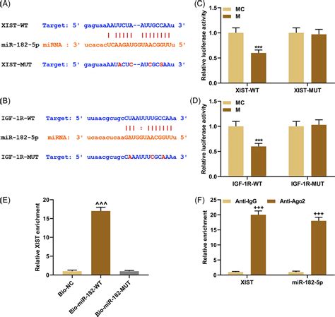 Long Noncoding Rna Xinactive Specific Transcript Lncrna Xist