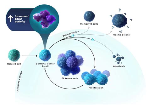 TAZVERIK® (tazemetostat) | Mechanism of Action | HCP