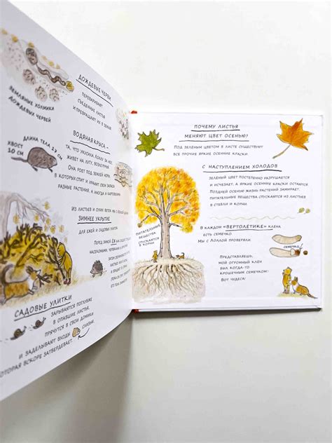 Осень мишки Бруно - Vilki Books