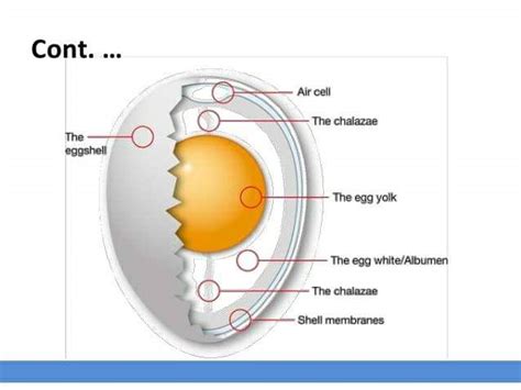 FACTORS AFFECTING EGG SHELL QUALITY IN POULTRY EGGS | Pashudhan praharee