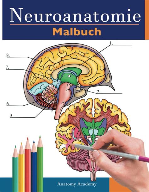 neuroanatomie malbuch Unglaublich detailliertes Selbsttest Buch über