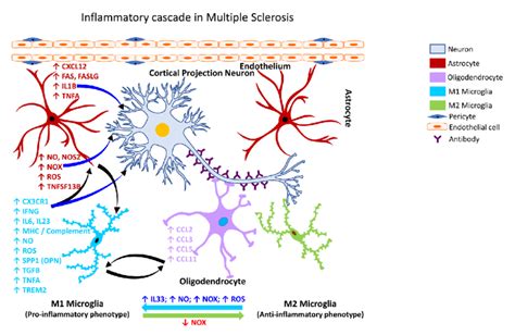 Inflammatory Cascade In Multiple Sclerosis Schematic Representation Of Download Scientific