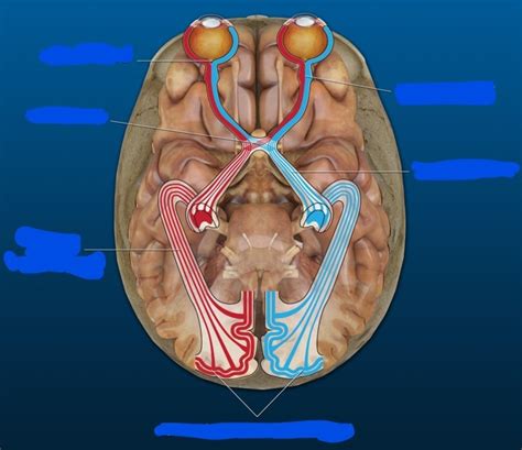 Labeling The Visual System Diagram Quizlet