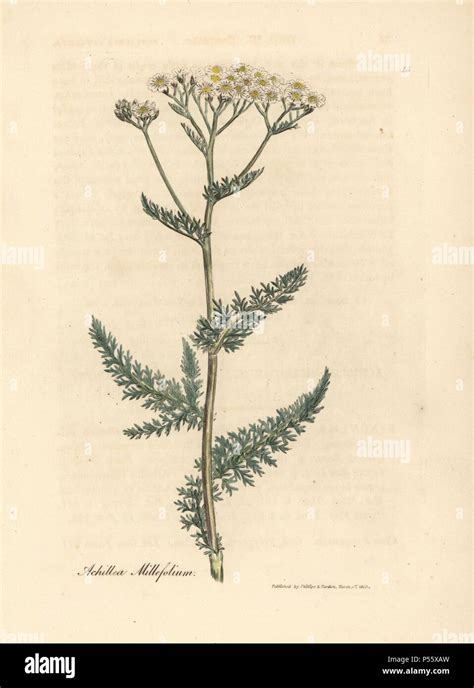 Flores Blancas O Yarrow Achillea Millefolium Milenrama Copperplate Handcolored Grabado De Una