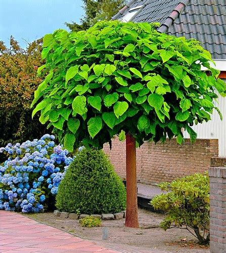 Катальпа бегониевидная (Catalpa bignonioides) купить с доставкой по ...