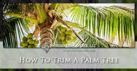 How-To-Trim-A-Palm-Tree - Phoenix Trim-A-Tree, LLC.