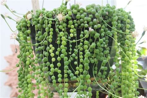 Cuidados Y Cultivo De La Planta Rosario Planta Rosario Plantas