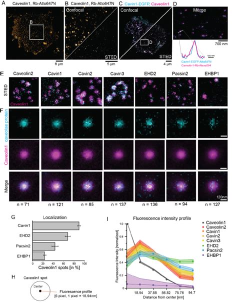 Stimulated Emission Depletion Microscopy Sted Shows Specific Protein