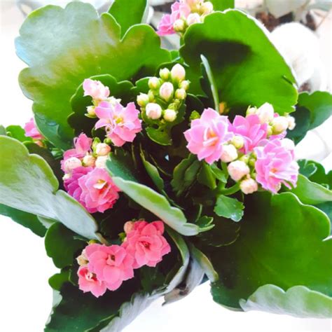 Kalanchoe Blossfeldiana Pink Queen Kalanchoe Pink Queen Uploaded