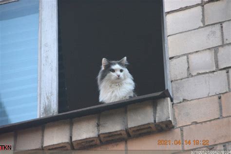 Котофото | Пикабу