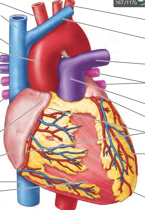 Head And Visceral Anatomy Practical Preparation Diagram Of The Heart