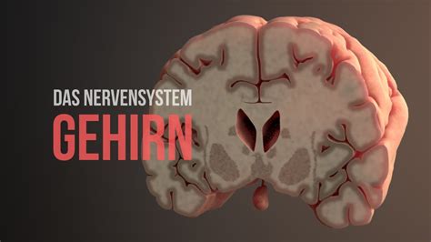 Nervensystem Teil 2 Aufbau Und Funktionsweise Des Gehirns Animation