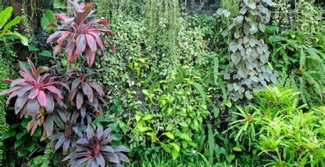 How To Design Your Shade Garden - Gardeners' Magazine