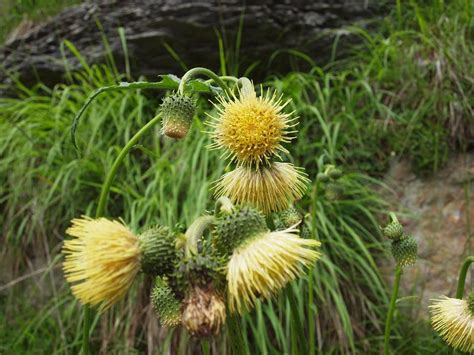 Photo Yellow Thistle Cirsium Erisithales Observation Org