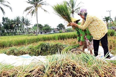 Hama Tikus Serang Tanaman Padi Di Songgon