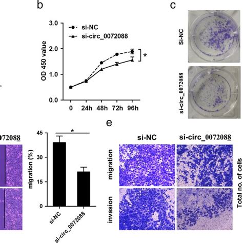 Effect Of Circ Knockdown On Proliferation Migration And