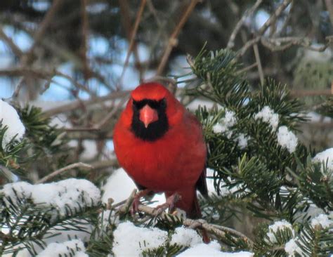 Phenological Phacts And Photos With Carl Martland Feb 2021