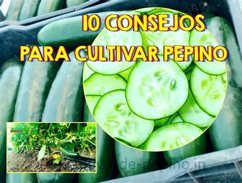 Consejos Para El Cultivo De Pepinos Consejos Para Mi Huerto