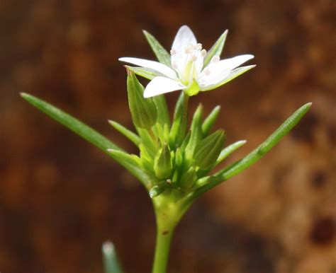 Minuartia hybrida - Изображение особи - Плантариум