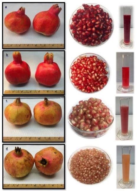 Pomegranate Varieties Locally Grown Vscnews