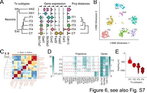 Figure From High Throughput Mapping Of Long Range Neuronal Projection