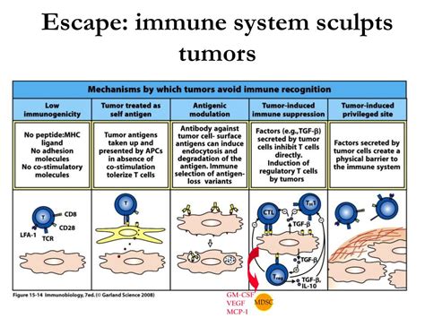 Ppt Tumor Immunology I Cancer Immunosurveillance And Immunoediting Powerpoint Presentation