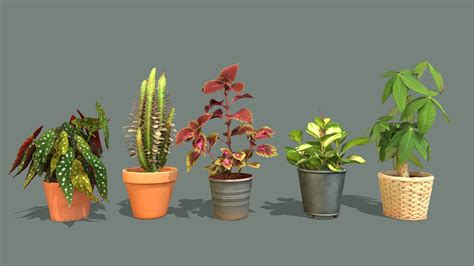 Plants And Houseplants Pack 3 3D Model By Lassi Kaukonen