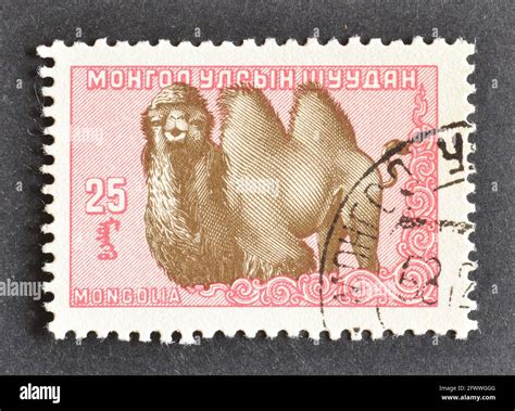 Cancelled Postage Stamp Printed By Mongolia That Shows Bactrian Camel