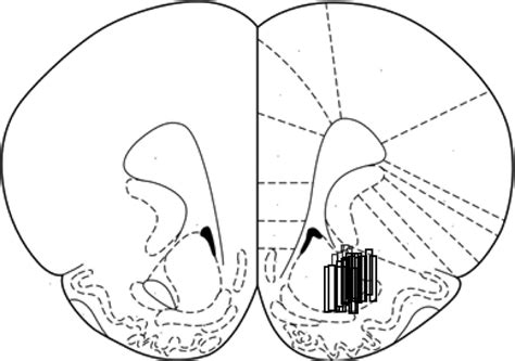 Microdialysis Probe Placements Targeting The Core Of The Nucleus