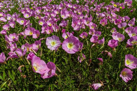 Mexican Primrose Weed Management How To Get Rid Of Mexican Primrose Plants