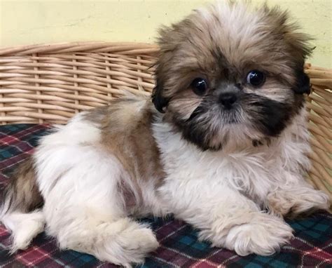 Shih Tzu Puppies For Sale | Scottsdale, AZ #284547