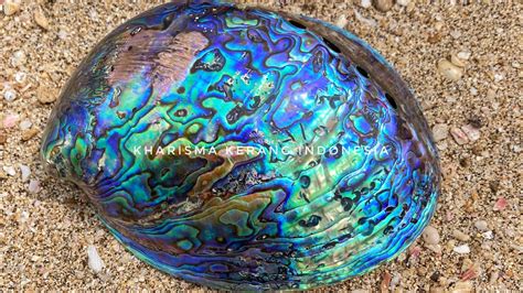 Kerang Abalon at Lewis Lund blog