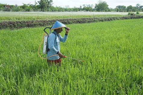 13 Cara Merawat Tanaman Padi Lengkap Merawat