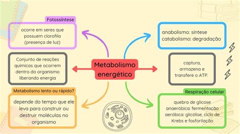 Metabolismo energético Metabolismo Energético Como estudar anatomia