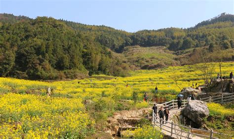 霞浦水门：油菜花开引客来新宁德