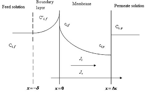 Solute Concentration Profiles In The Membrane And The Feed Boundary