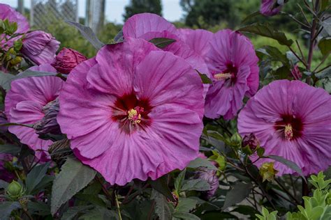 2019 Hibiscus Berry Awesome Rose Mallow Hibiscus Plant Hardy Hibiscus Hardy Hibiscus Plant